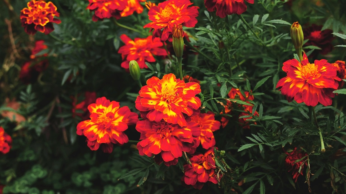 घर पर फ्रेंच मेरीगोल्ड उगाएं. (Photo: Pexels)