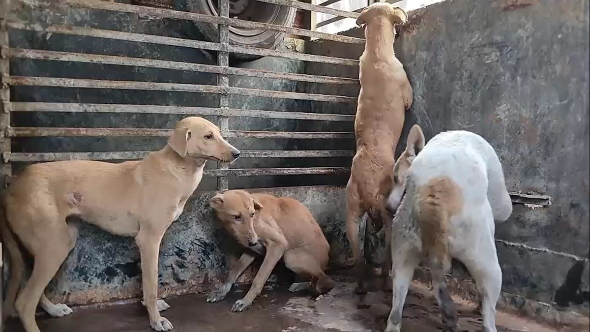 महिला को काटने वाले कुत्तों को पकड़कर ले जाती नगर-निगम की टीम.  (Photo: Screengrab)