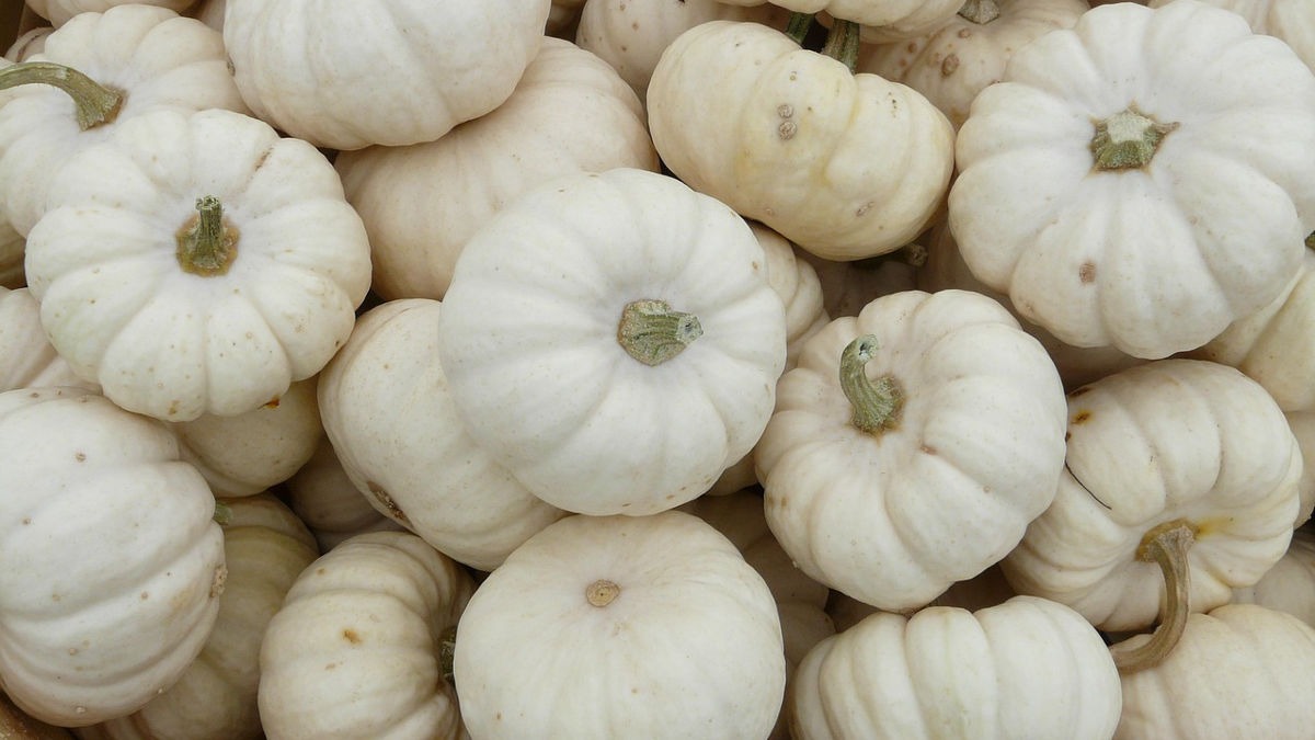 Grow White Pumpkin Ash Gourd
