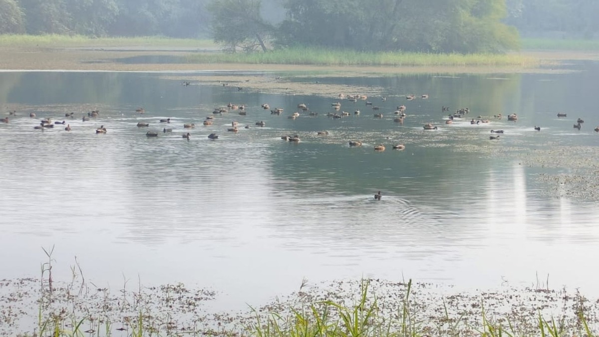 रूस के प्रवासी पक्षी