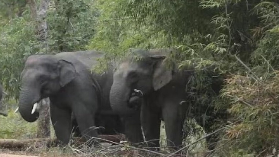 पश्चिमी सिंहभूम में हाथी ने 6 लोगों को मारा.  (Photo: Representational )