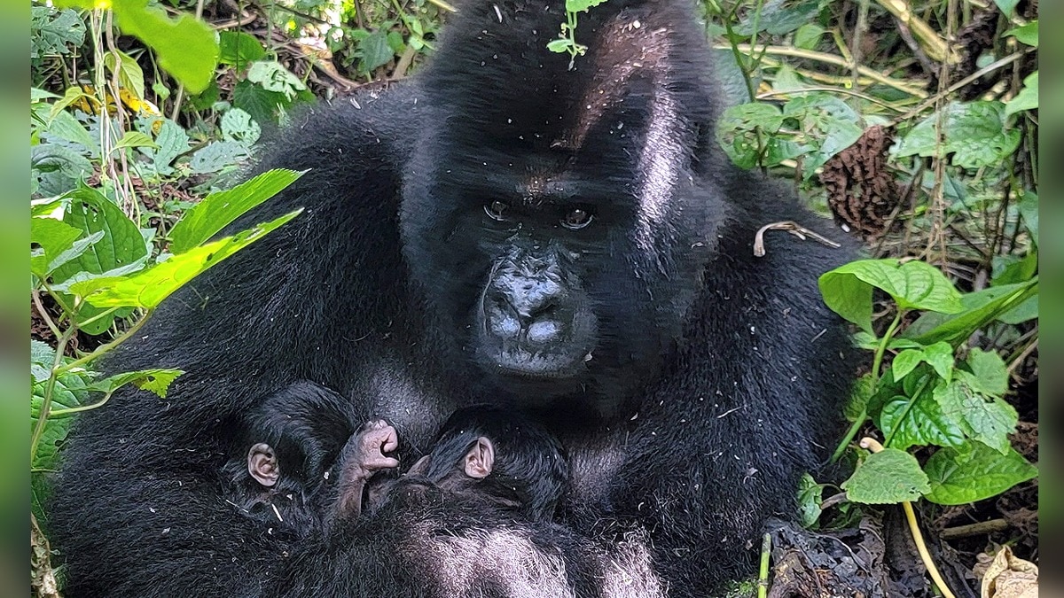 Mountain Gorilla Congo