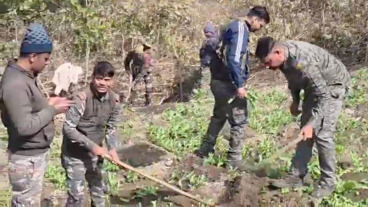 चौपारण में 50 एकड़ अवैध अफीम की खेती नष्ट (Photo: ITG/ Bismay Alankar)