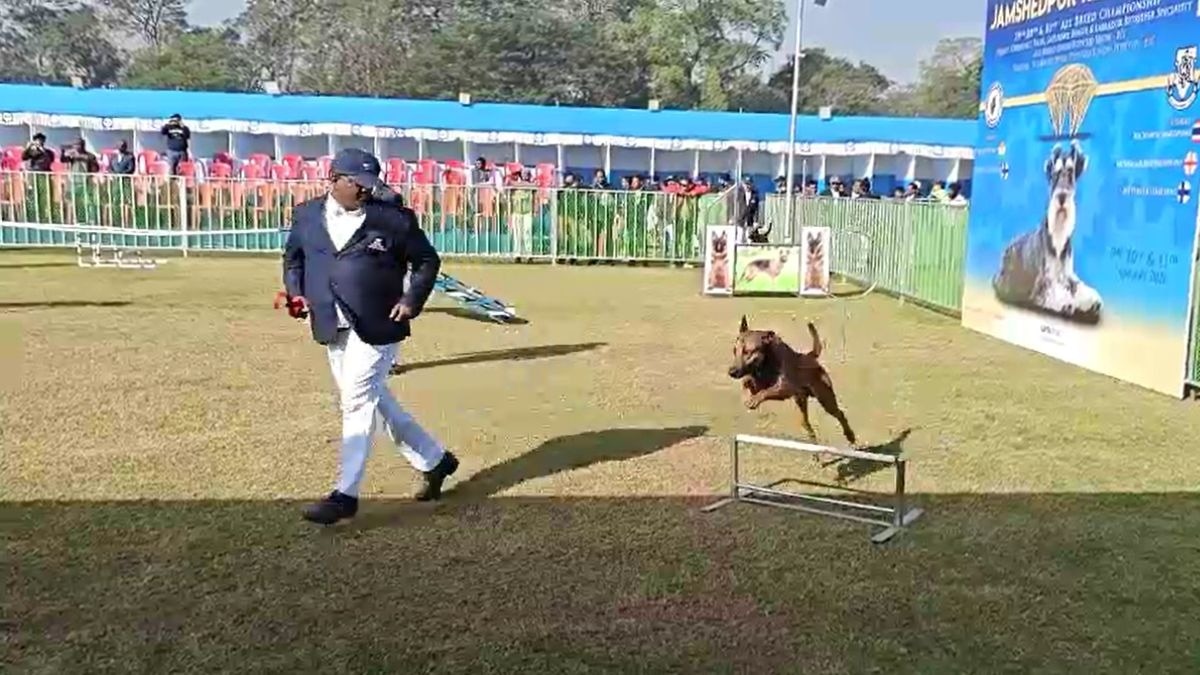 इंटरनेशनल डॉग शो में शानदार प्रदर्शन. (Photo: Screengrab)