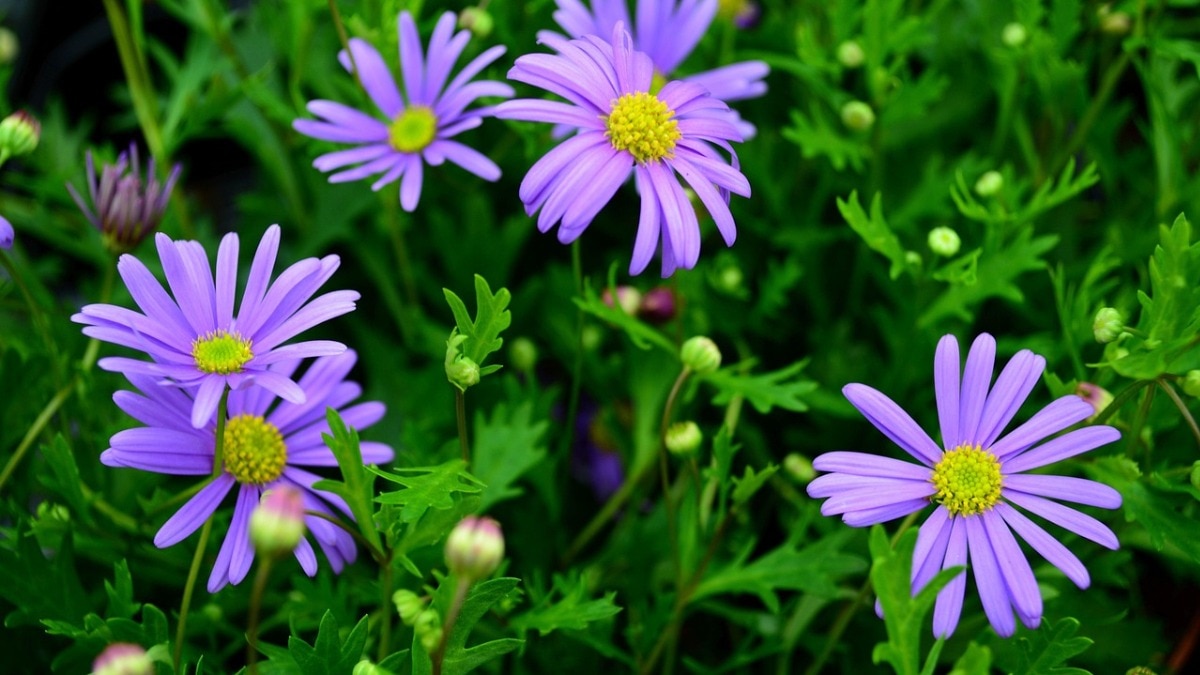 सर्दियों में घर पर ये सुंदर फूल उगाएं. (Photo: Pixabay)