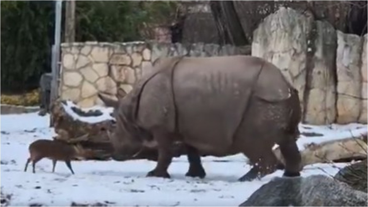 baby deer vs rhino, deer fights rhinoceros
