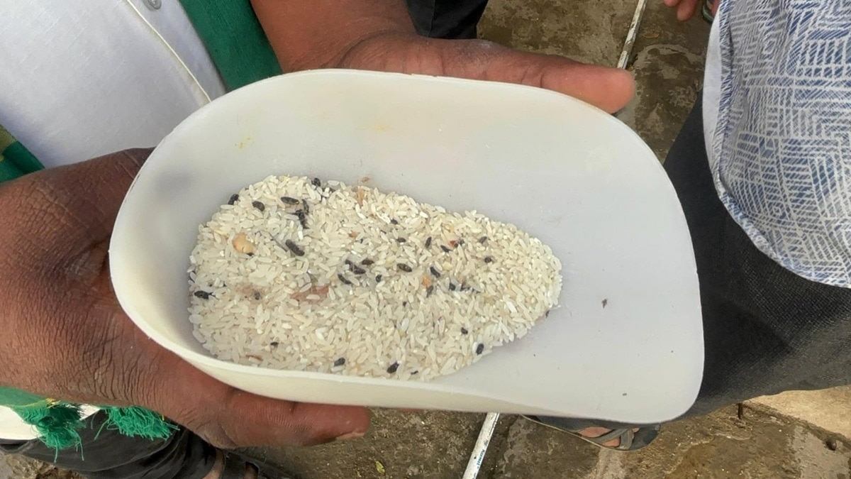चावल में पड़े कीड़े, जिन्हें पकाने के बाद दिया जाता है कि कस्तूरबा गांधी स्कूल के बच्चों को. (Photo: Abdul Basheer/ITG) 