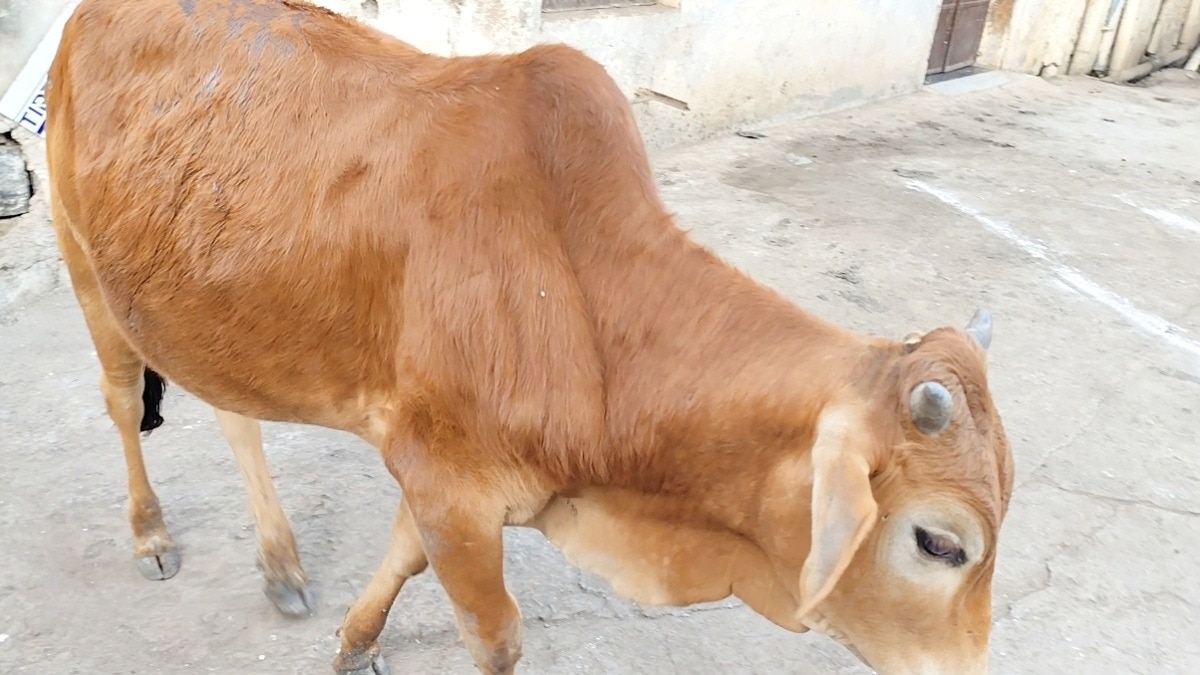 भोपाल से गोमांस निर्यात पर गरमाई सियासत.(Photo:ITG)