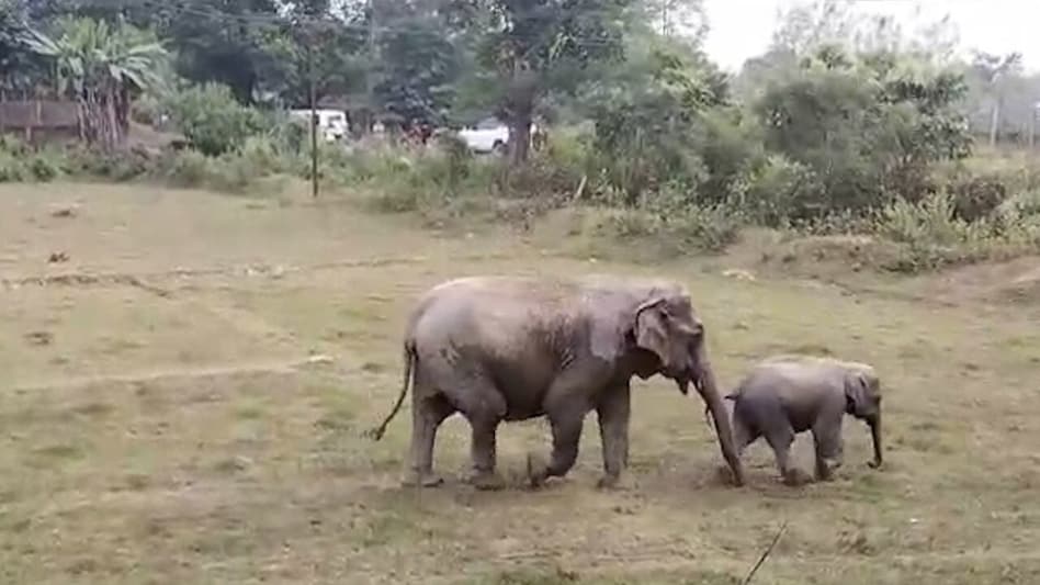 Elephant Calf Dies After Swallowing Bomb in Erode Elephant Calf Dies After Swallowing Bomb in Erode