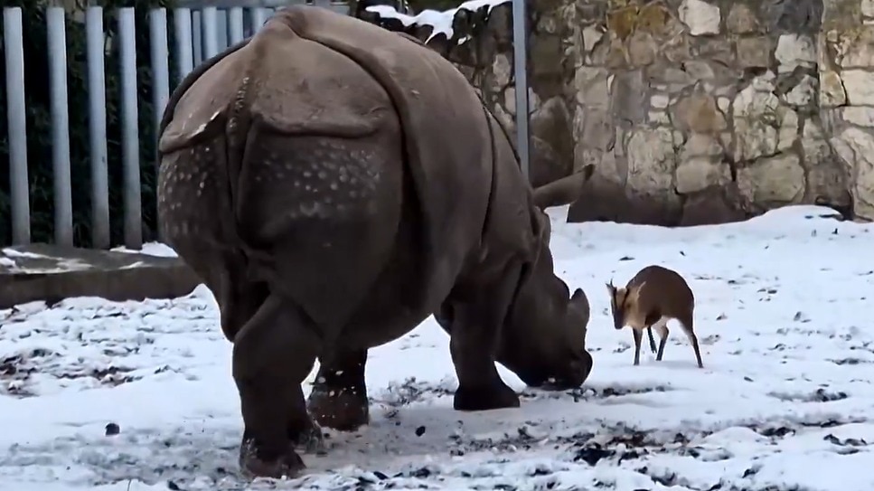 Deer vs Rhino viral video