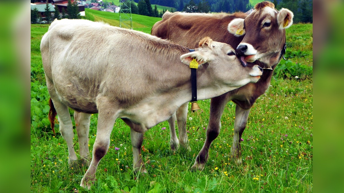 Paris agriculture show