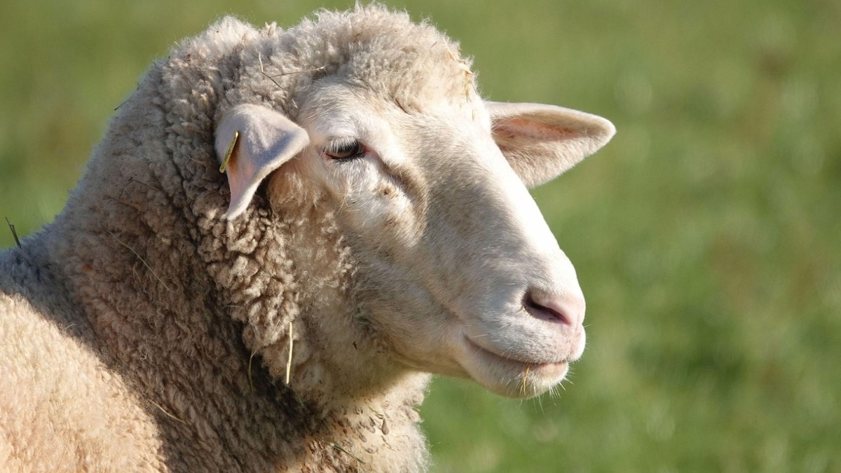 NBAGR Registered breeds