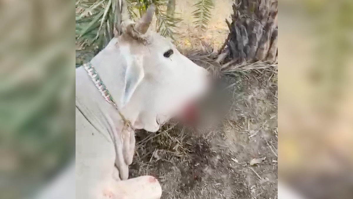 पोटाश बम की शिकार हुई गाय.(Photo:ITG)