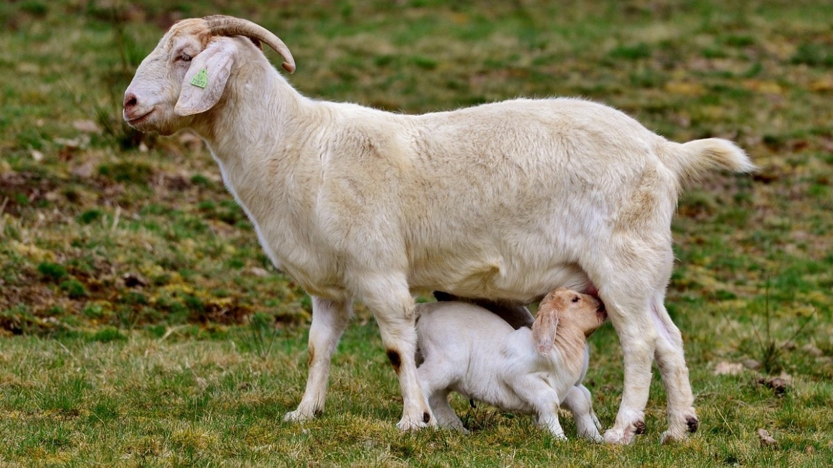 बकरी, भेड़, ऊंटनी, गधी के दूध में मेडिसिनल वैल्यू ज्यादा होती है. (Photo: Pixabay)