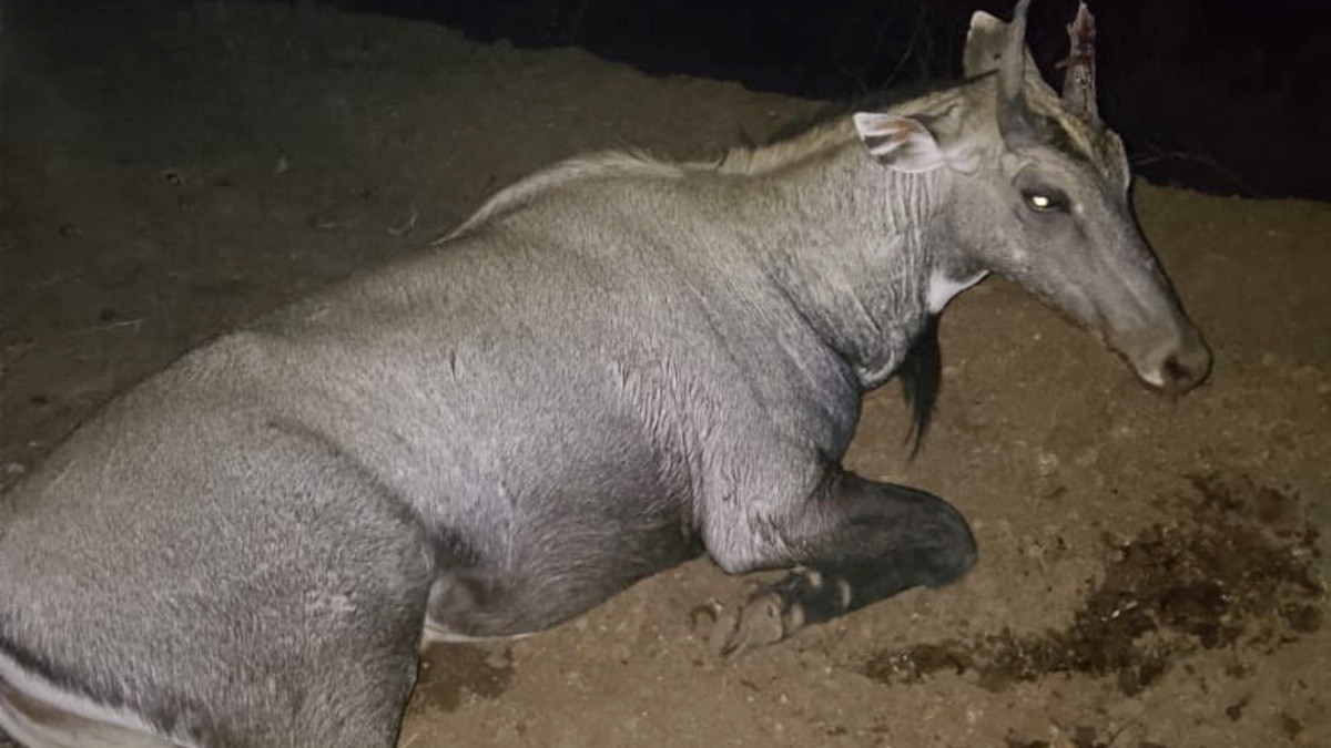 गुना हाईवे पर हादसे के बाद जख्मी नीलगाय.(File:ITG)