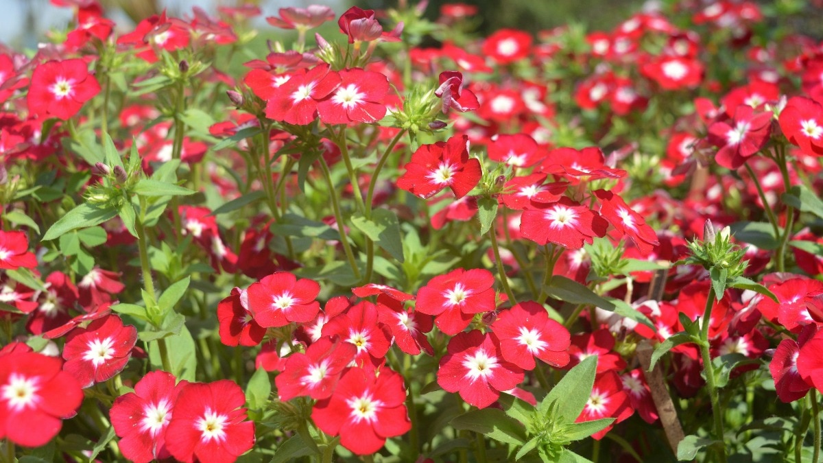 घर पर सुंदर लाल फूल उगाएं. (Photo: Pexels)