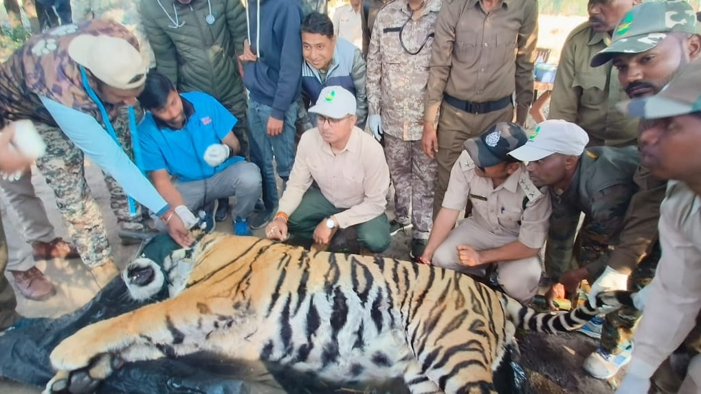 अनाथ शावक से जंगल का महारथी!(Photo: Syed Javed Ali/ITG)