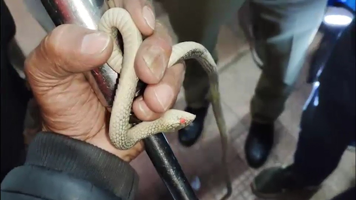 AC कोच में सांप की खबर से फैली दहशत. (Photo: Screengrab)