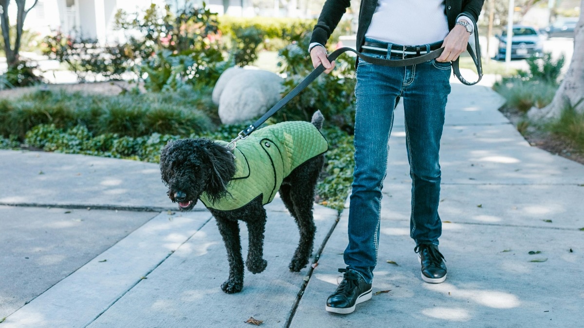 Man earns money cleaning dog poop