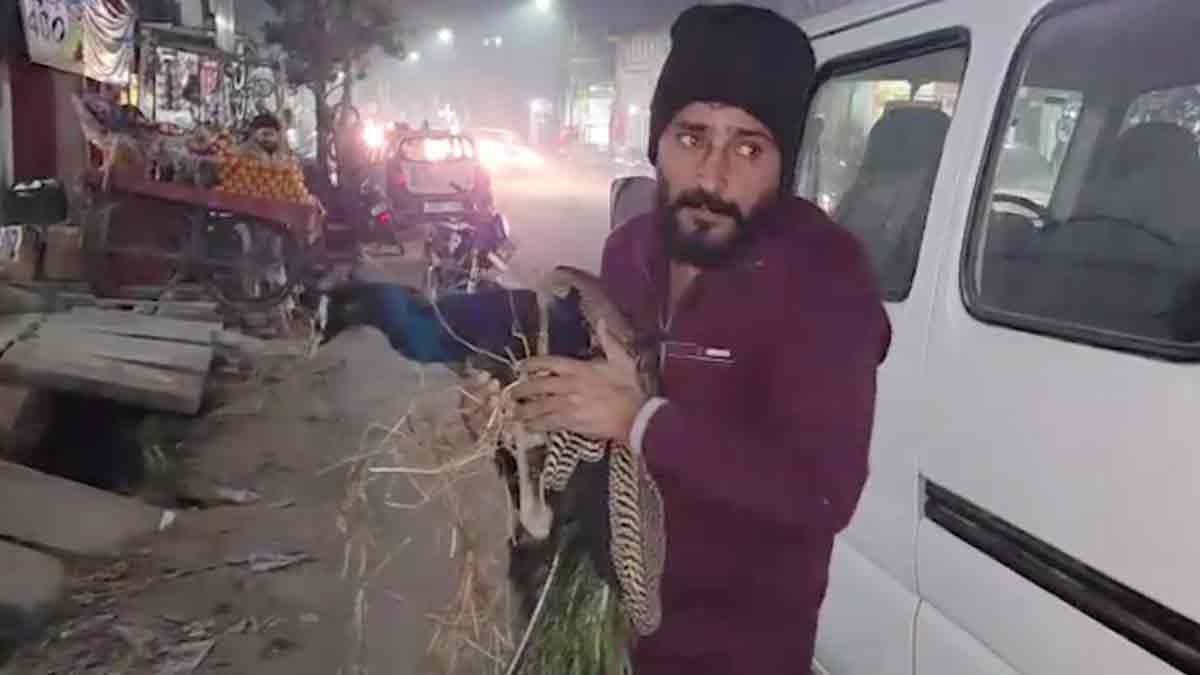 Muzaffarnagar peacock, the national bird, was seriously injured by Chinese kite string -