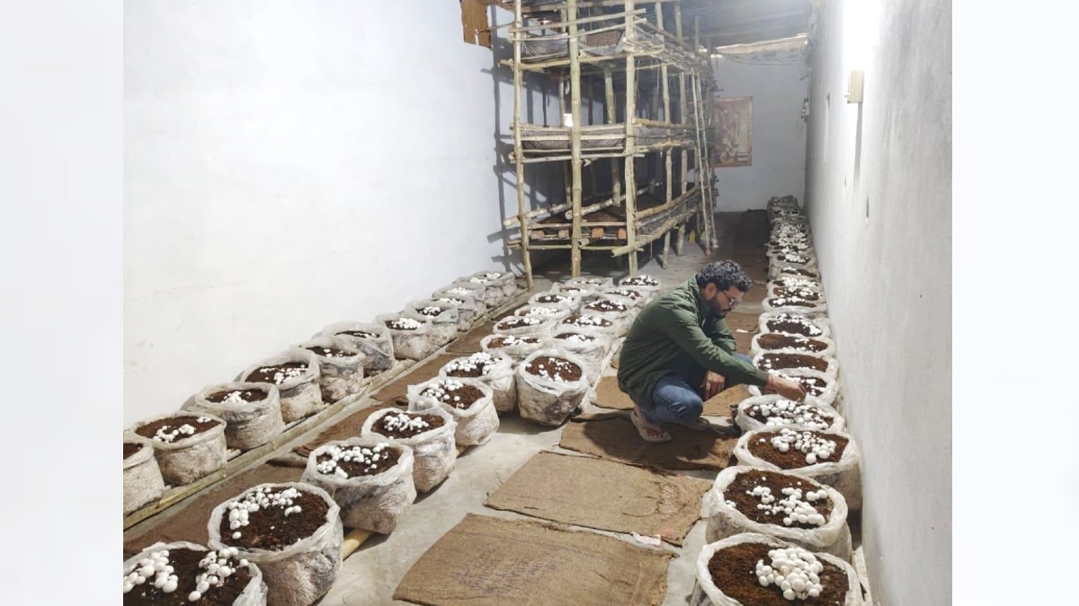 रहली के सोनू ने सोशल मीडिया से सीखी मशरूम की खेती.(Photo:ITG)