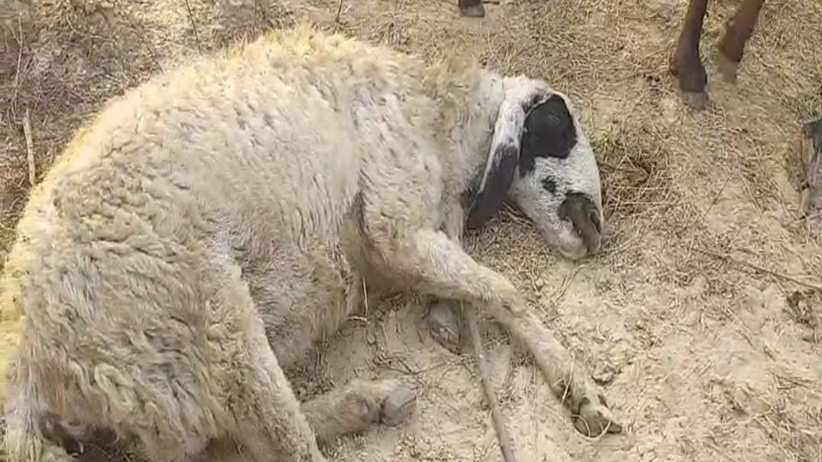 जहरीला पानी पीने से मृत भेड़. (Photo: Arun Tyagi/ITG)