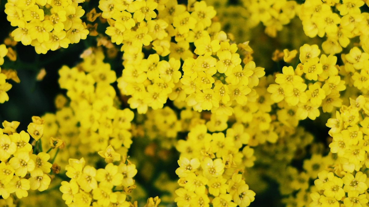 बसंत पंचमी पर सुंदर 5 फूलों के बीज बोएं. (Photo: Pexels)