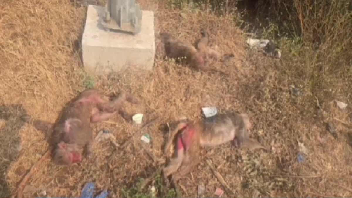 95 बंदरों को जहर वाला खाना देकर हाईवे के ढाबे पर छोड़ा, 15 की मौत (Photo: itg)