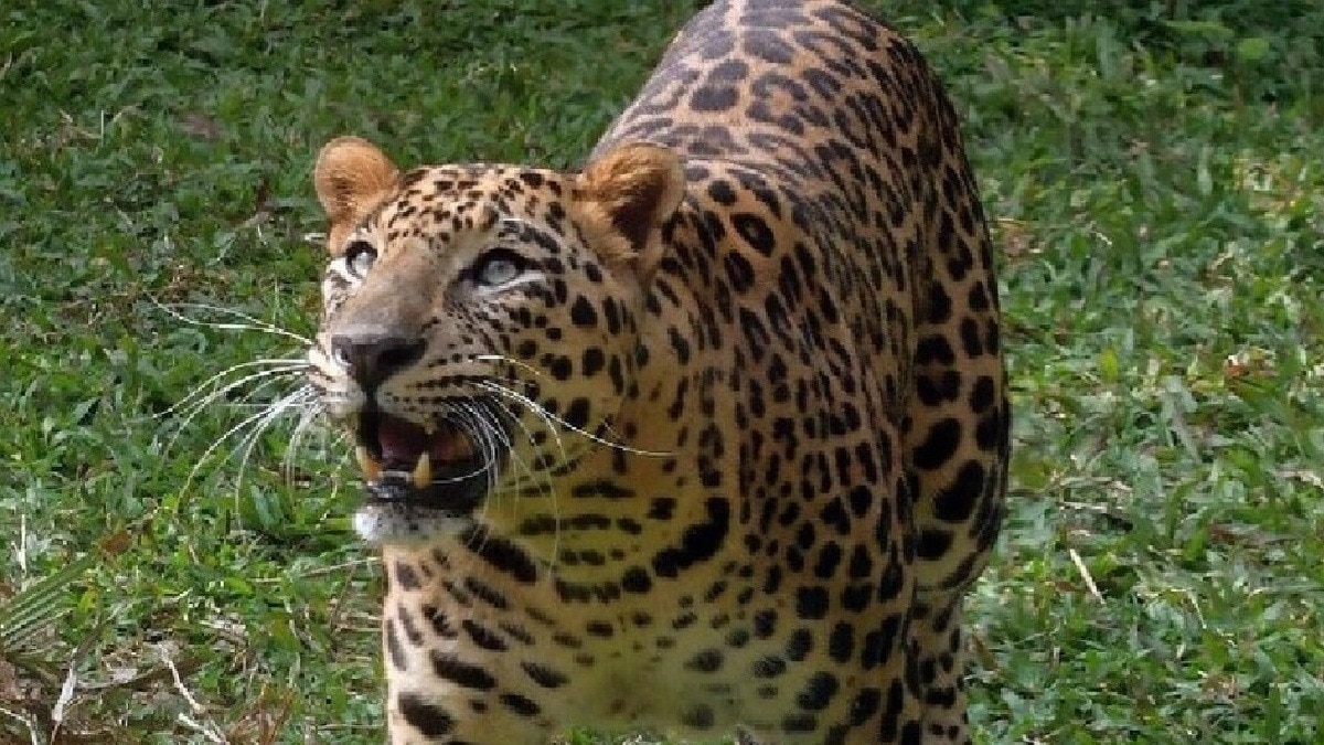 महिला पर झपटा तेंदुआ, गले में लिपटी शॉल ने बचाई जान (Photo: Representational image)