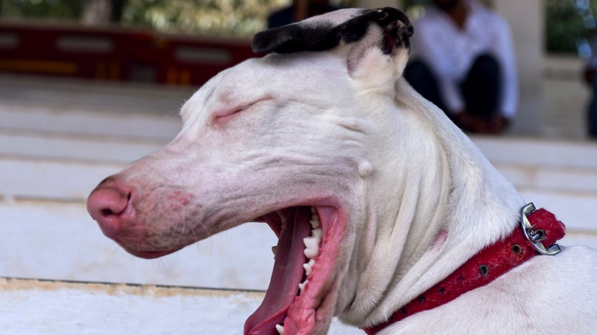 दिल्ली की अदालत में SGACC के खिलाफ कुत्तों की रिहाई को लेकर सुनवाई (Photo: PTI)