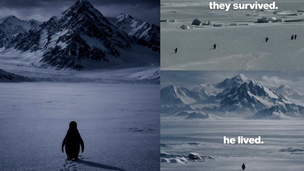 क्या आपके इंस्टाग्राम फीड पर कुछ दिनों से ज्यादातर पेंगुइन  के वीडियो नजर आ रहे हैं. ( Photo: lonepenguin_26 )