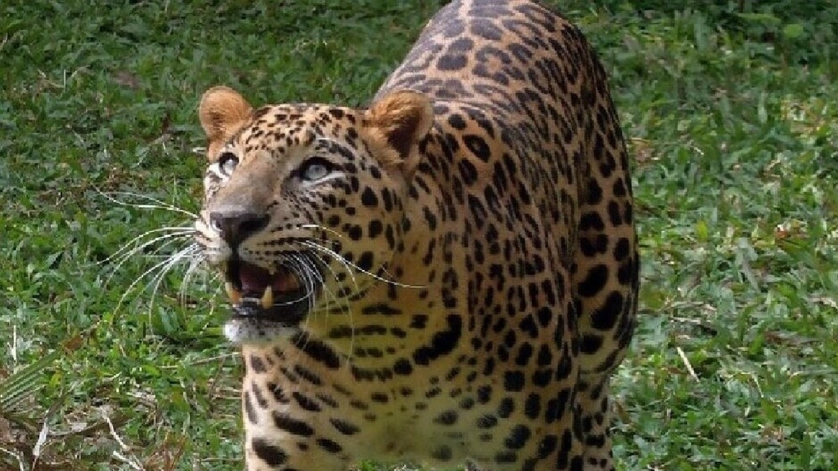 तेंदुए से युवक की भिड़ंत. (Photo: Representational)