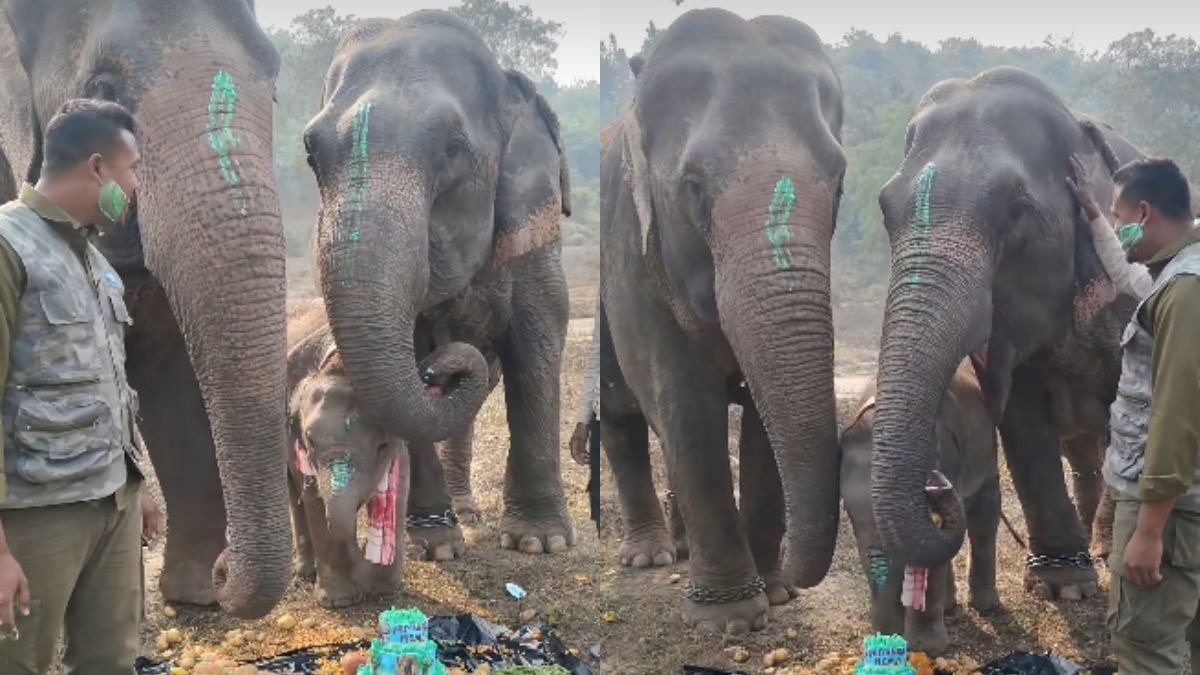 वायरल वीडियो में हाथी के बच्चे का बर्थडे सेलिब्रेट किया जा रहा है.  (Photo: insta/@friend_elephant )
