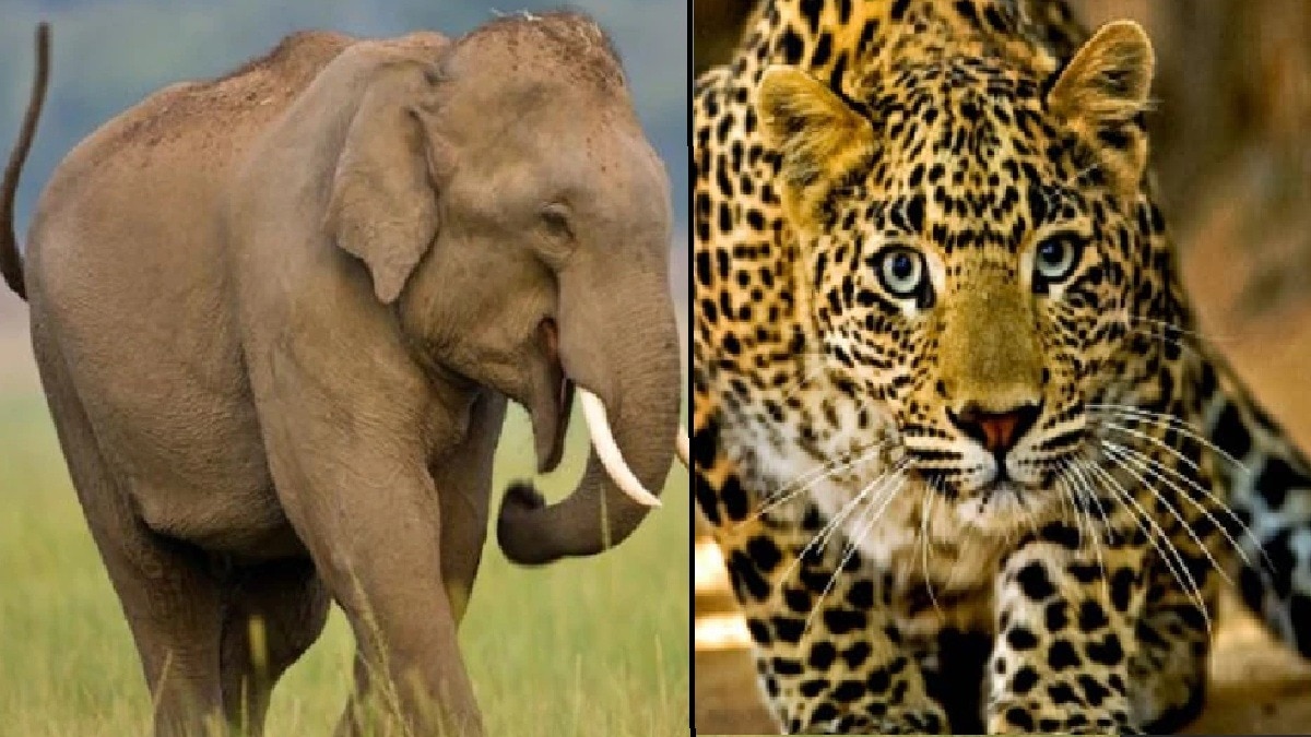 बच्ची को उठा ले गया तेंदुआ, बुुजुर्ग को हाथ ने रौंदा (Photo: Representational image)