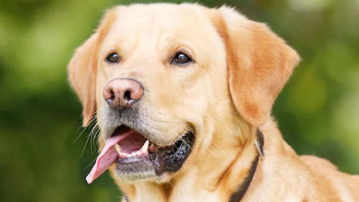 मालिक के शव के पास बैठा रहा कुत्ता. (Photo: Representational )