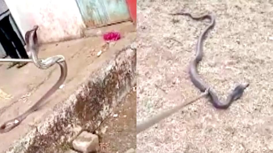 6-Foot Cobra Sparks Panic at Khargone School Kitchen, Snake Safely Rescued 6-Foot Cobra Sparks Panic at Khargone School Kitchen, Snake Safely Rescued
