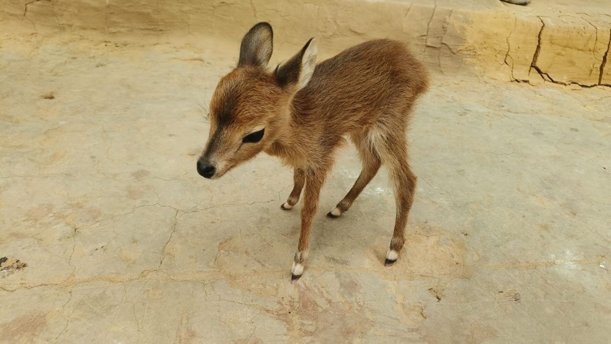 बकरियों के साथ गांव पहुंच गया बेबी हिरण. (Photo: ITG)