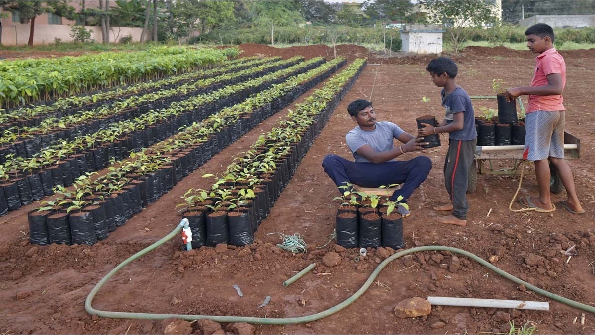 Nursary Business (File Photo-AFP)