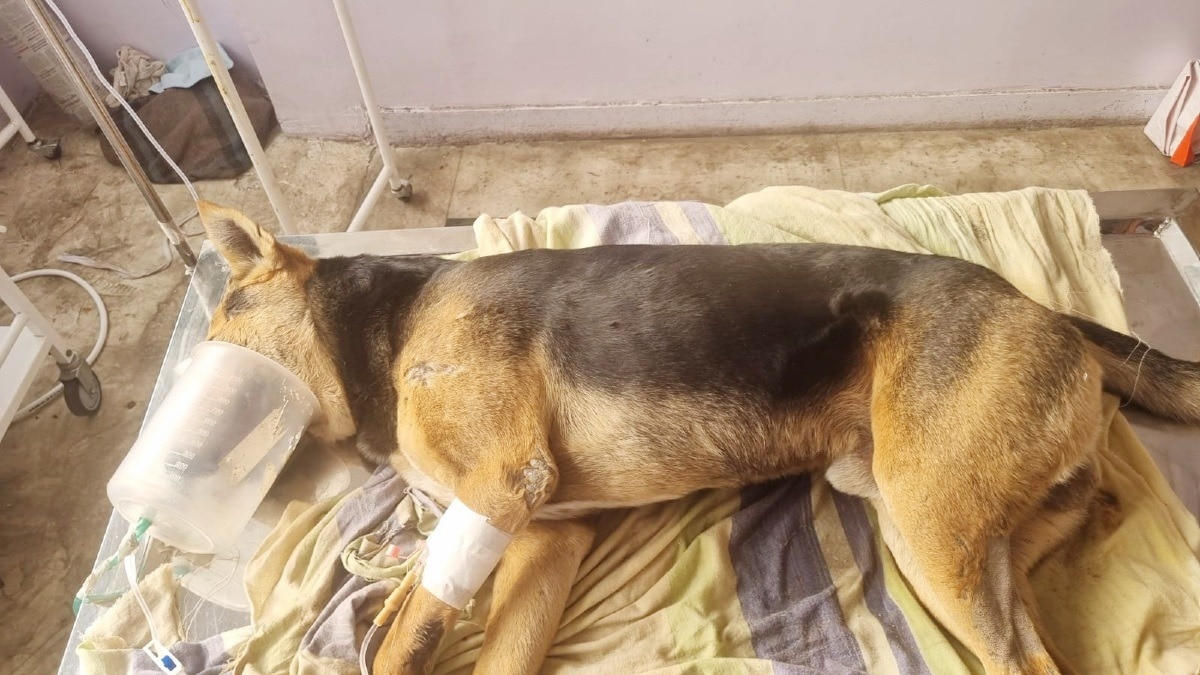 Bhopal Dog Poisoning Case Shahpura