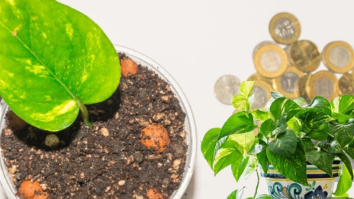 धन के लिए वास्तु