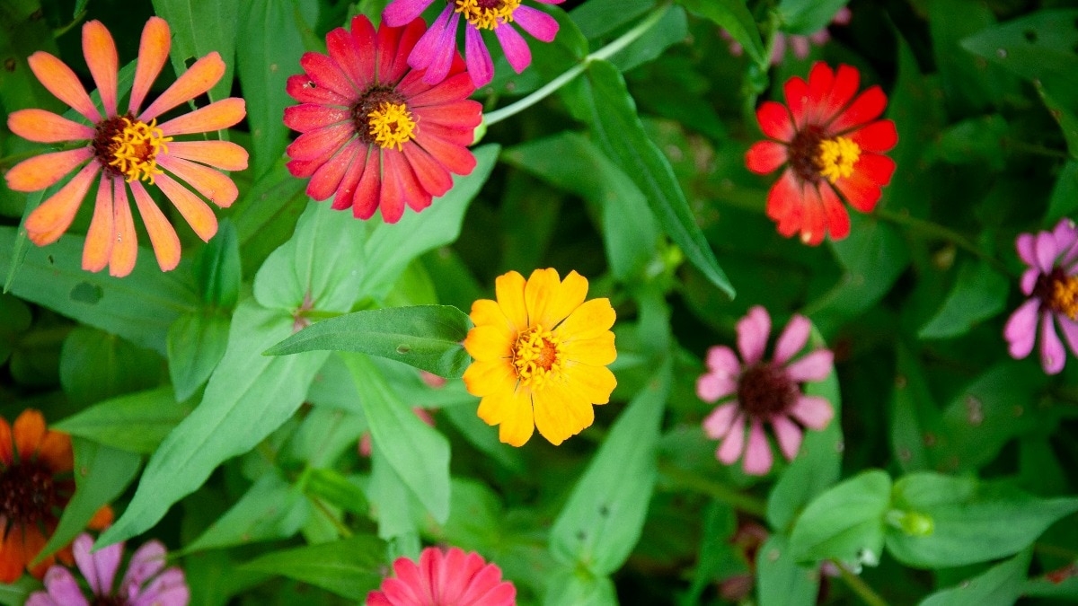 Grow Beautiful Flowers at Home