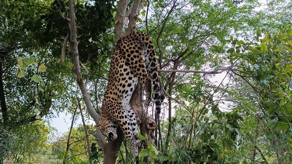  A panther was hunted in Sariska