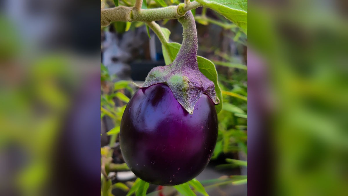 Best Quality Brinjal Seeds Online