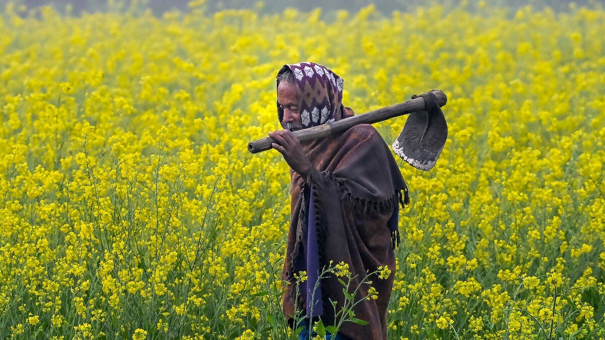 फरवरी का मौसम फसलों पर असर डाल सकता है. (Photo: PTI)