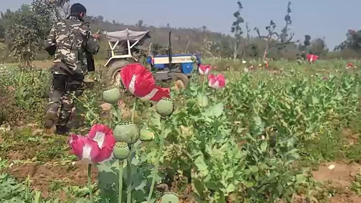 opium farming destroyed