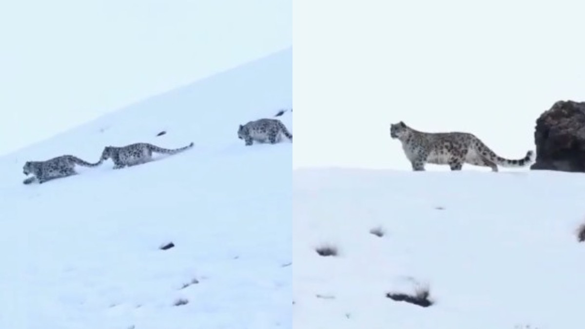 snow-leopard-family-rare-sighting-video-viral-in-ladakh