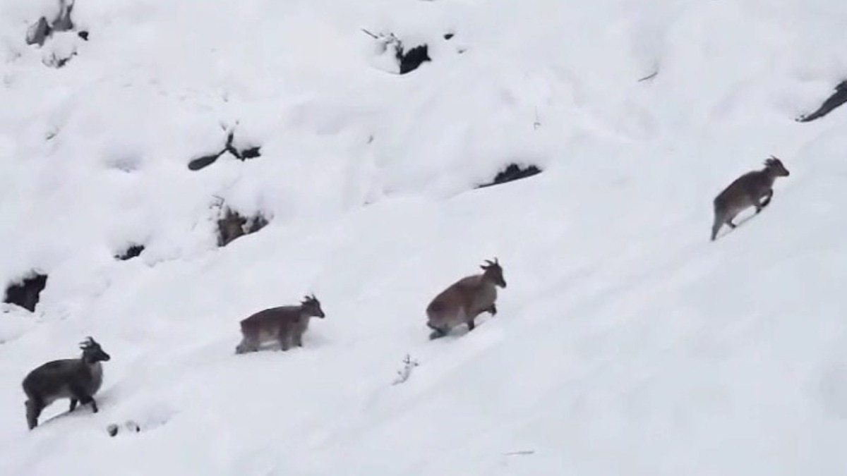 थार, जिसे हिमालयन तहर भी कहा जाता है (Photo:ITG)