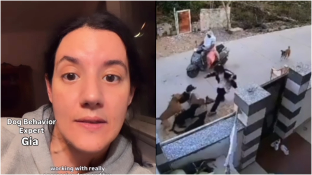 वायरल वीडियो में दिखा एक साथ 10-12 कुत्तों ने महिला पर कर दिया हमला (Photo - Instagram/@thinkingcanine)