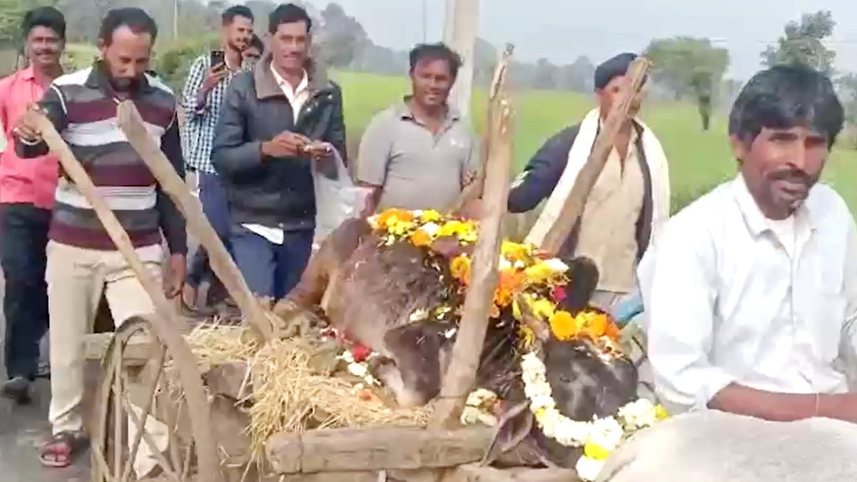 बैलगाड़ी पर निकाली गई गाय की शवयात्रा.(Photo:ITG)