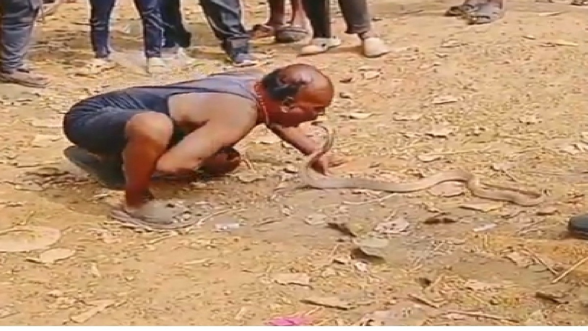 Life-Risking Stunt, Video of Man Lifting King Cobra With His Mouth Goes Viral